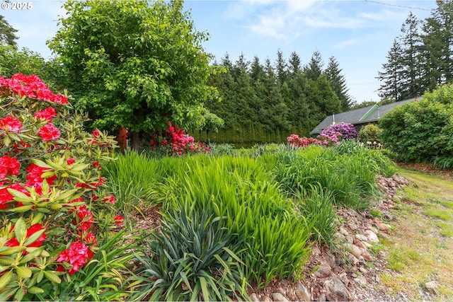 26011 S Morgan Rd, Estacada, OR 97023 - view of yard