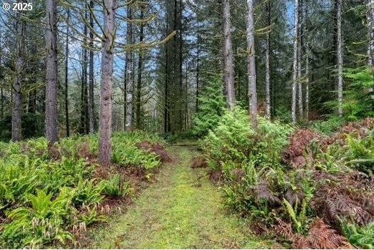 view of local wilderness