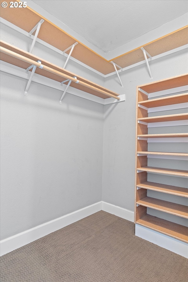 spacious closet featuring carpet floors