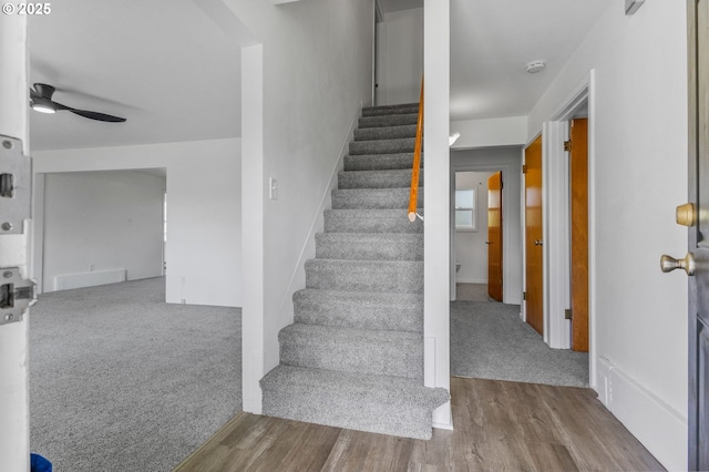 staircase featuring wood finished floors, a ceiling fan, and carpet floors