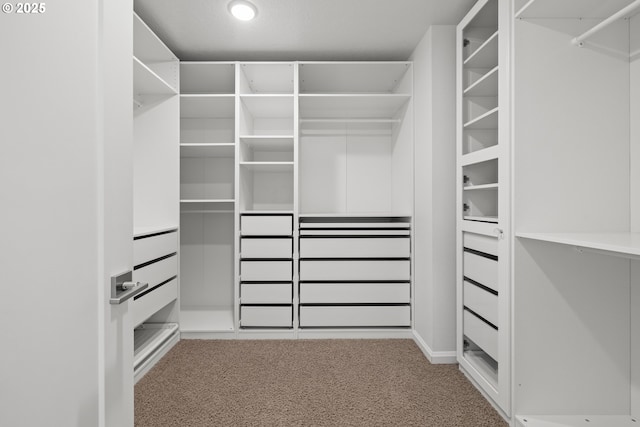 walk in closet featuring carpet floors