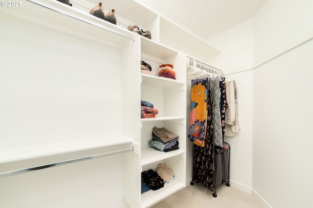 spacious closet featuring carpet