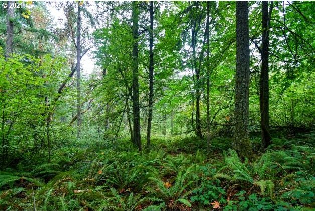 32475 Fox Hollow Rd, Eugene, OR 97405 - view of tree filled area