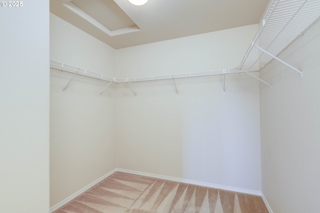 spacious closet featuring carpet floors