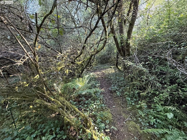 view of local wilderness featuring a view of trees