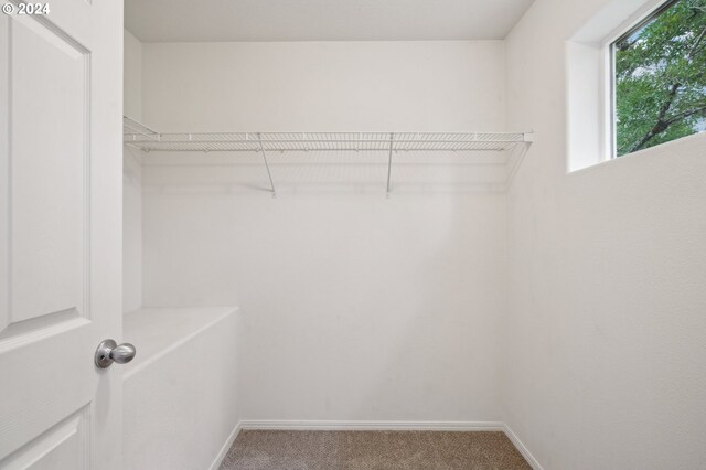 spacious closet featuring carpet flooring