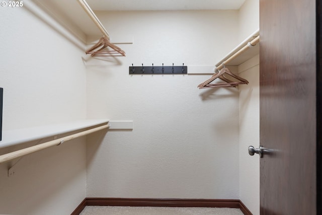 spacious closet featuring carpet flooring