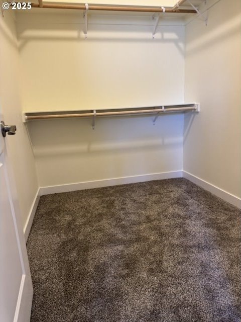 spacious closet featuring carpet floors