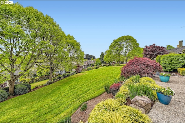 view of yard
