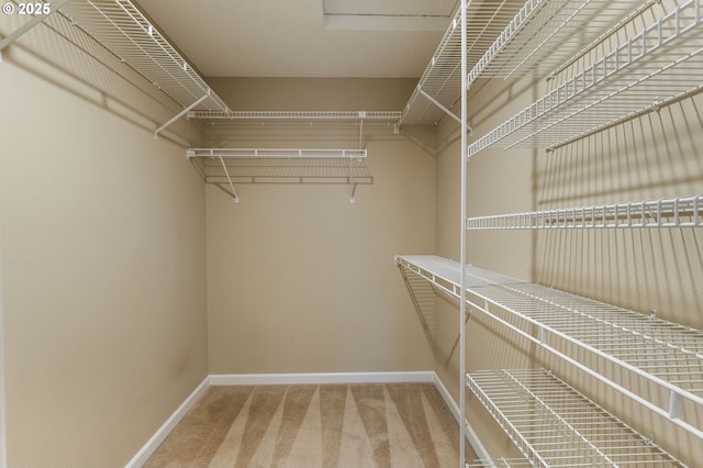 walk in closet featuring carpet floors