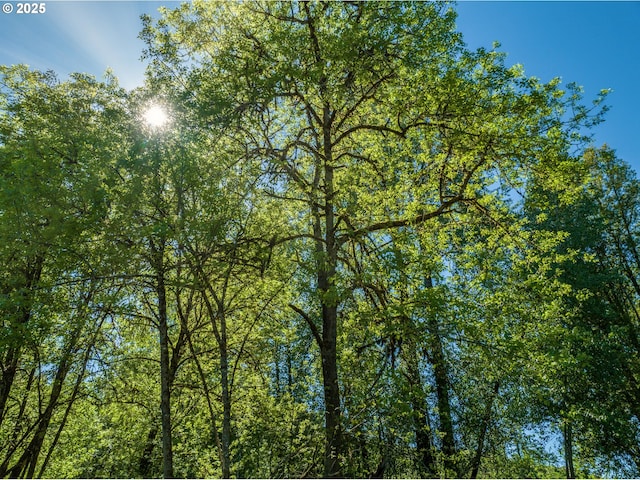 view of local wilderness