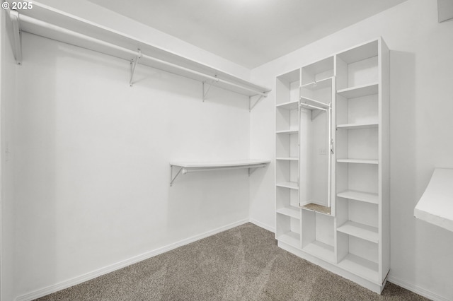 walk in closet with carpet floors