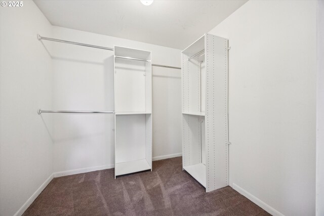 walk in closet featuring carpet floors
