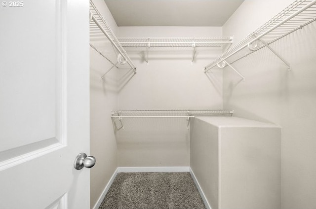 spacious closet featuring carpet