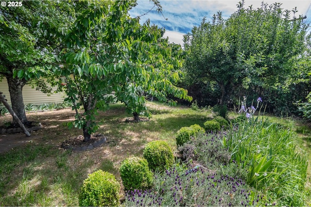 471 Hawthorne St, Sutherlin, OR 97479 - view of yard