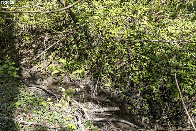 view of local wilderness