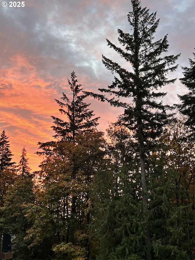 view of local wilderness