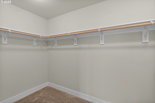 walk in closet with carpet flooring