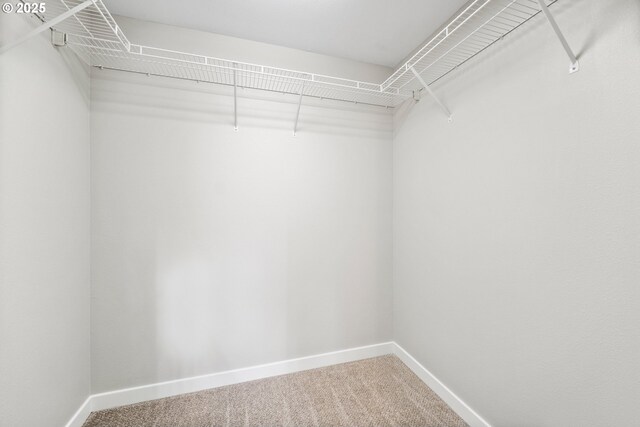 walk in closet featuring carpet