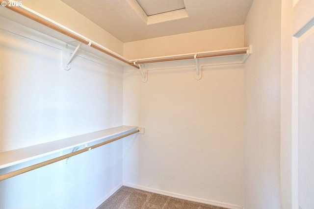 spacious closet featuring carpet floors