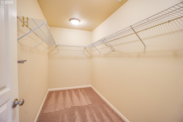 walk in closet with carpet flooring