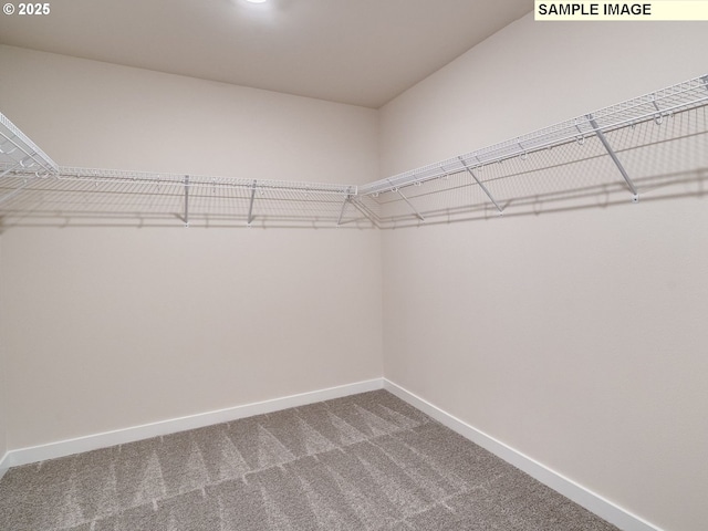 walk in closet featuring carpet