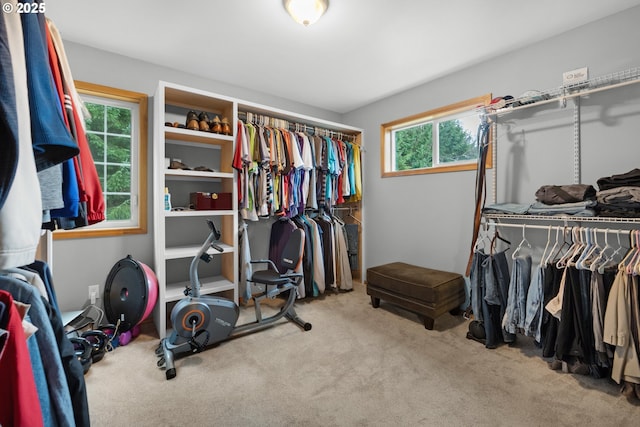 spacious closet featuring carpet floors