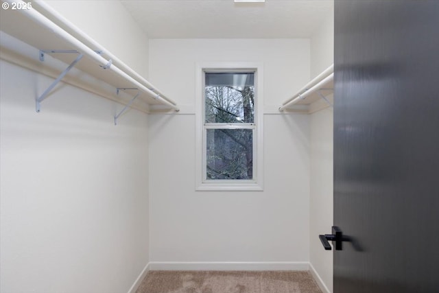 walk in closet featuring light colored carpet