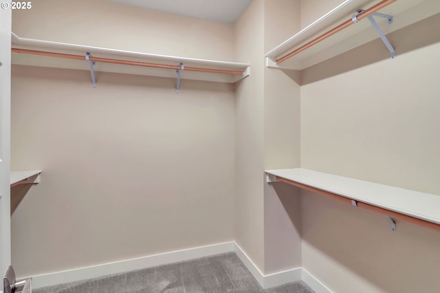 walk in closet with carpet flooring