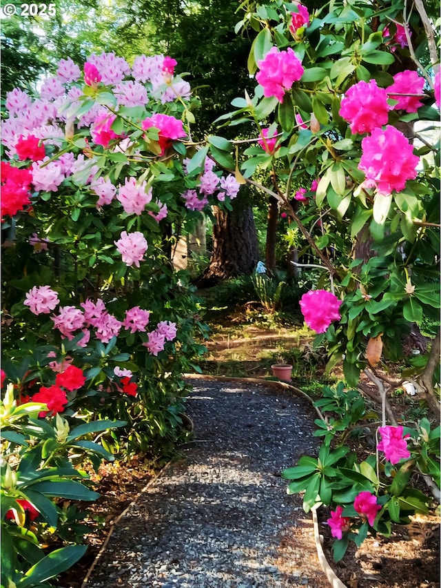 930 Timberline Dr, Brookings, OR 97415 - view of yard