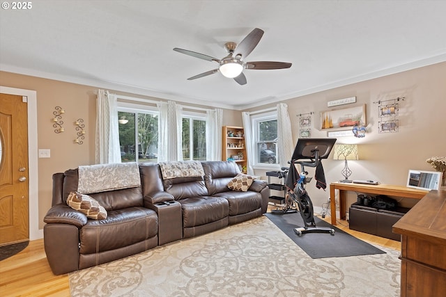 living room featuring ceiling fan, ornamental molding, and light wood-type flooring