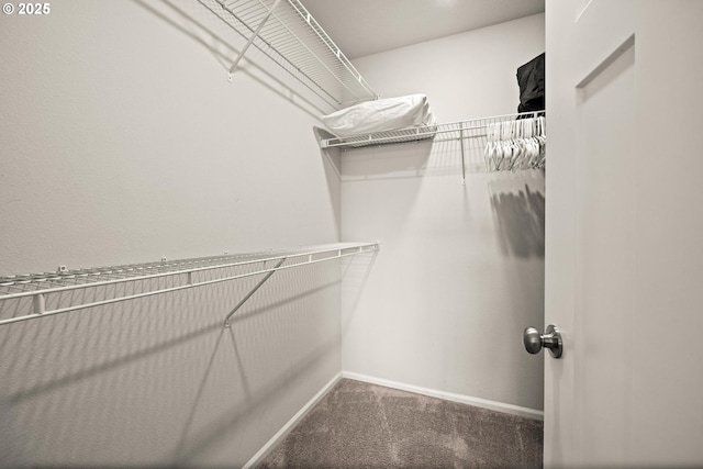 walk in closet featuring carpet