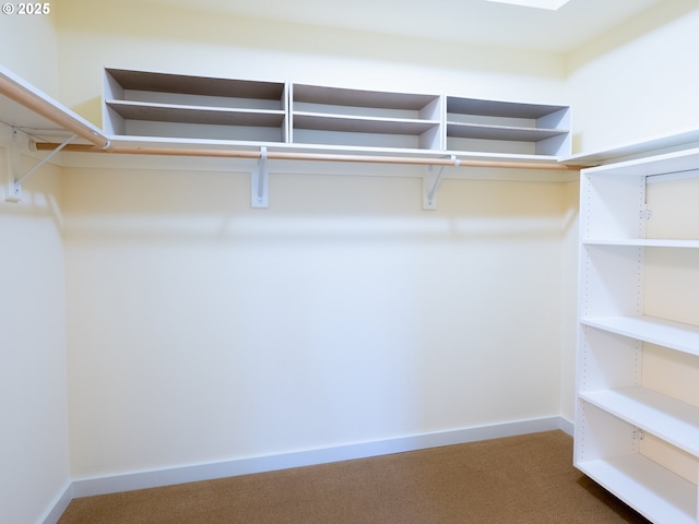 walk in closet with carpet floors