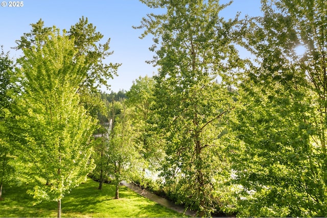 view of tree filled area