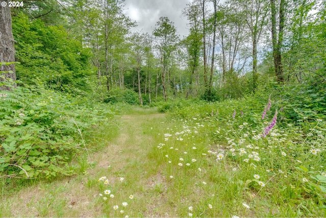 view of local wilderness