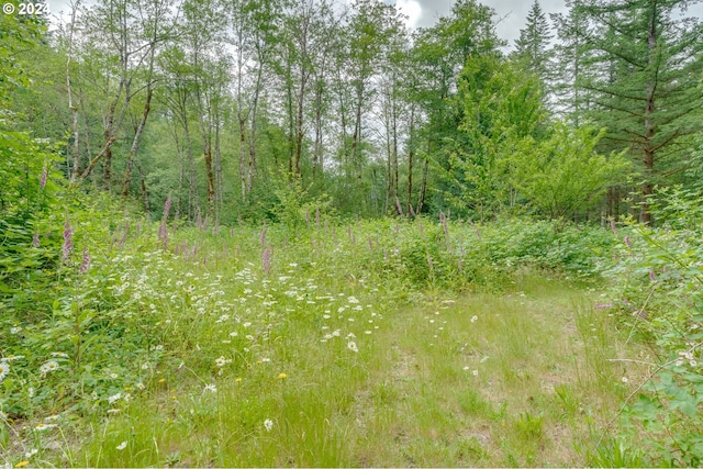 view of local wilderness