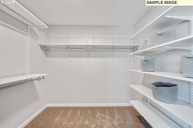 walk in closet featuring carpet flooring