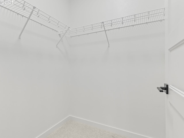 walk in closet featuring carpet floors