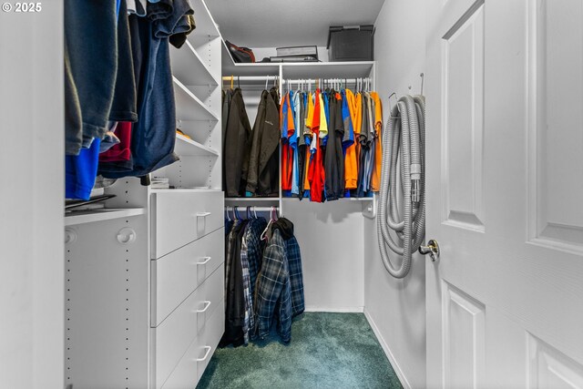 walk in closet with carpet flooring