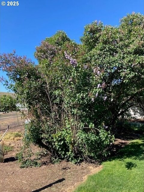 3202 NE Riverside Ave, Pendleton, OR 97801 - view of yard