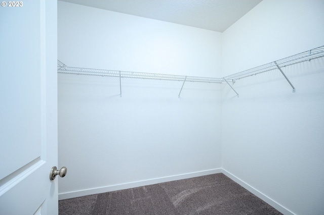 spacious closet featuring carpet flooring