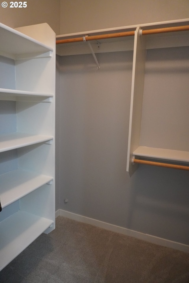 walk in closet featuring carpet floors