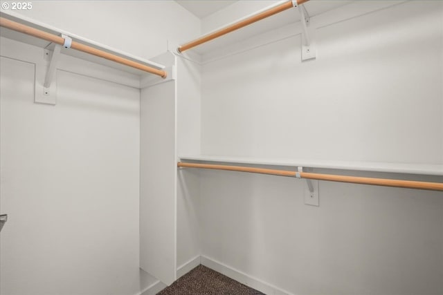 walk in closet with carpet flooring