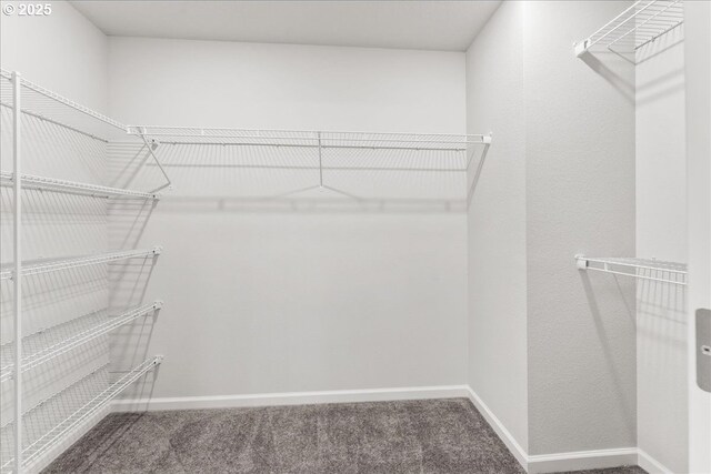 walk in closet with carpet floors