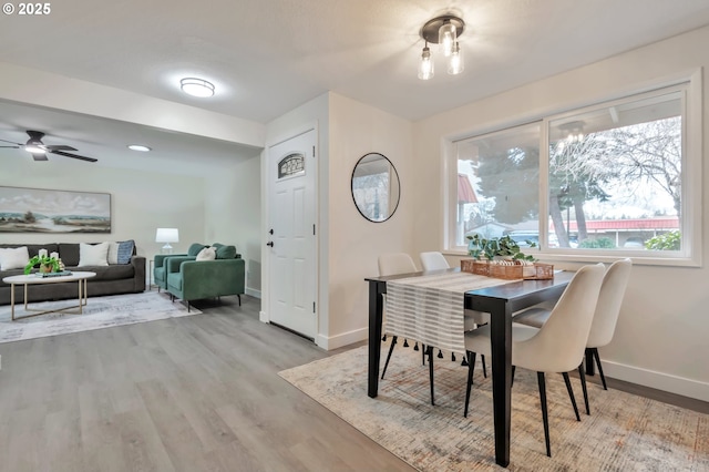 dining area with ceiling fan and light hardwood / wood-style flooring