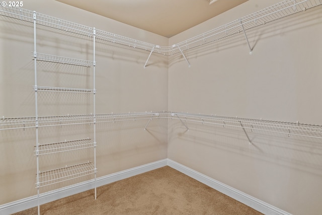 walk in closet featuring carpet floors