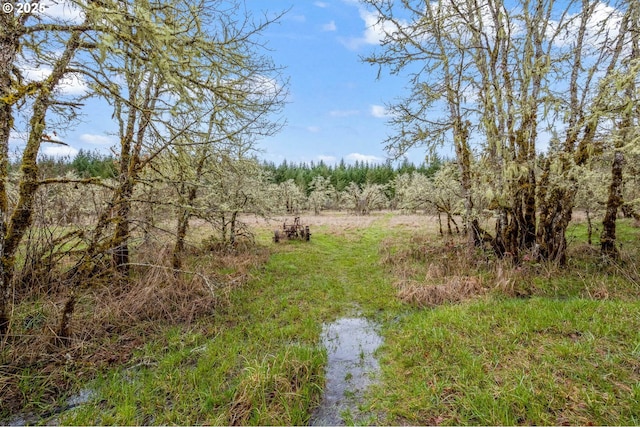 view of local wilderness with a forest view