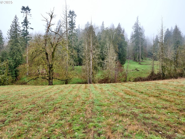 view of local wilderness