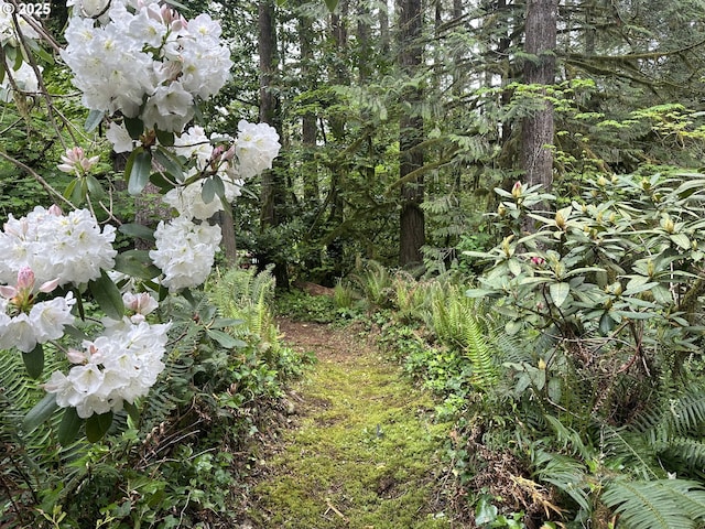 26015 NE Lucia Falls Rd, Yacolt, WA 98675 - view of undeveloped land