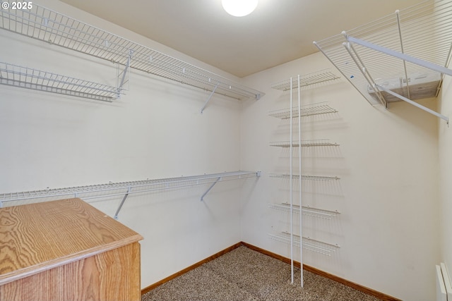 walk in closet featuring carpet floors